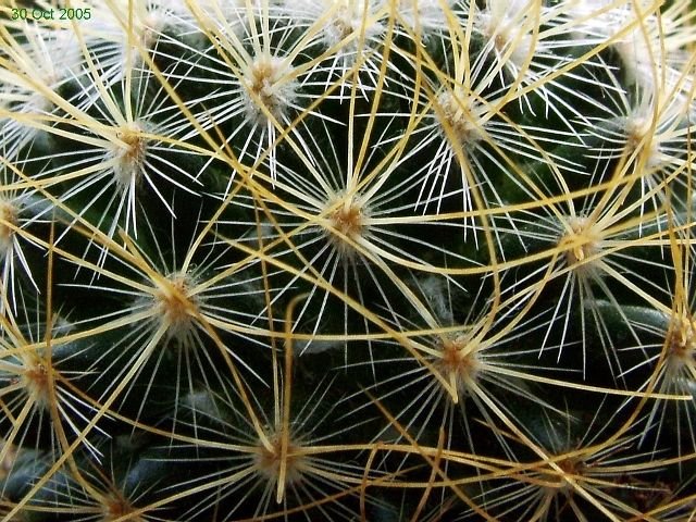 Mammillaria _rekoi _ssp. leptacantha (yellow spined form) 03